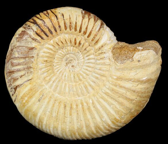 Perisphinctes Ammonite - Jurassic #46888